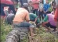 Buaya Panjang 4 Meter Terjebak di Irigasi Tempat Bermain Anak-anak di Desa Biru Bombana