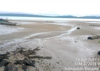 Seekor Buaya Berkeliaran di Sekitar Pantai Konawe Selatan
