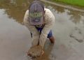 30 Hektare Sawah Di Wolo Rusak Diduga Akibat Tanggul PT CNI Jebol