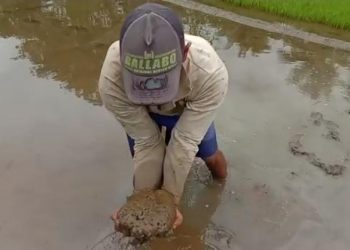30 Hektare Sawah Di Wolo Rusak Diduga Akibat Tanggul PT CNI Jebol