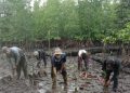 Ini Manfaat Hutan Mangrove Amolengo Bagi Masyarakat Pesisir