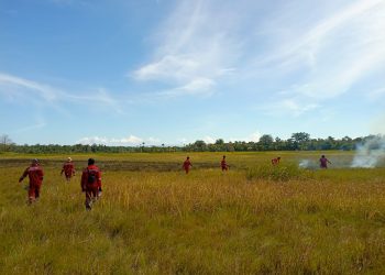 1,2 Hektare Lahan di TNRAW Terbakar, Diduga Sengaja Dibakar untuk Pakan Ternak