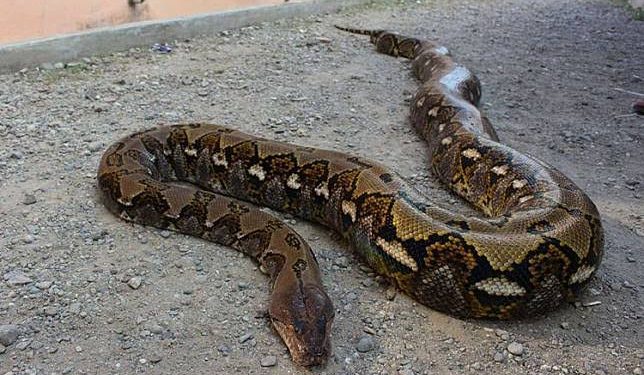 Seorang Pria di Muna Dililit dan Diterkam Ular Piton Sepanjang 4 Meter