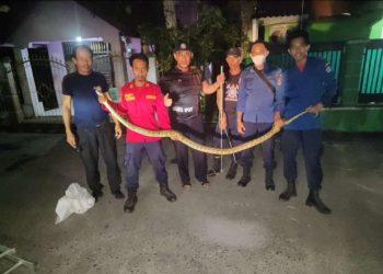 Ular Sanca Kembang Masuk Rumah Warga di Kendari