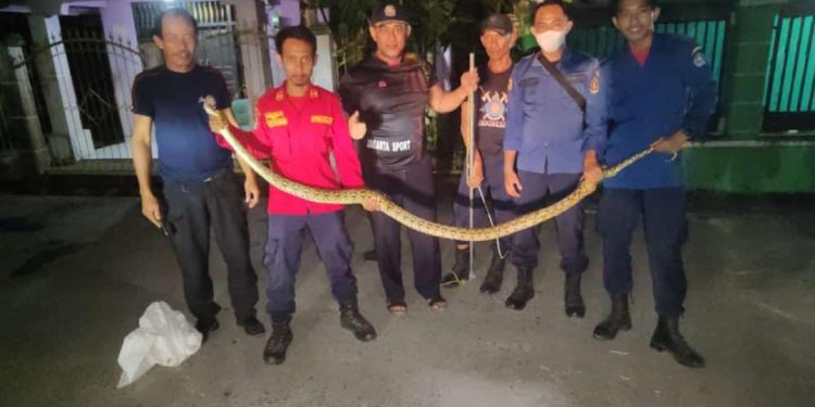 Ular Sanca Kembang Masuk Rumah Warga di Kendari