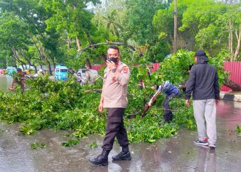 Hujan Disertai Angin Kencang Tumbangkan Pohon di Jalan Abunawas Kendari