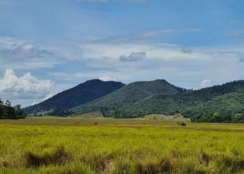 Dijadwalkan Kunjungi Sultra, Presiden Jokowi Bakal Lepasliarkan Satwa Anoa