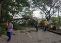 Angin Kencang Tumbangkan Satu Pohon, Timpa Pedagang di Baruga