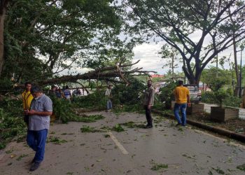 Angin Kencang Tumbangkan Satu Pohon, Timpa Pedagang di Baruga