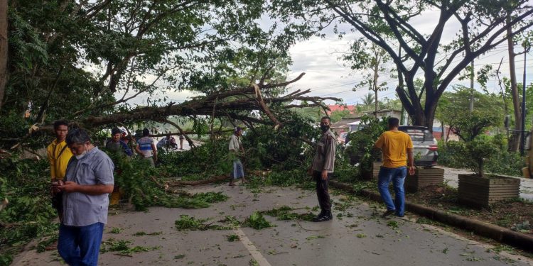Angin Kencang Tumbangkan Satu Pohon, Timpa Pedagang di Baruga