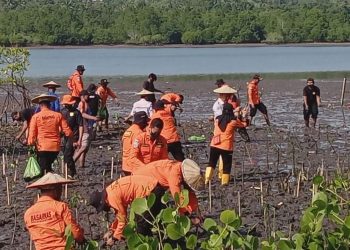 Cegah Abrasi dan Lindungi Kelestarian Alam, Basarnas Kendari Tanam 1.000 Bibit Mangrove