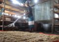Harga Kedelai Meroket, Produsen Tahu dan Tempe di Kolut Terancam Gulung Tikar
