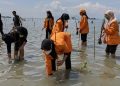 Lindungi Pesisir, FHIL UHO Kendari Tanam 2022 Bibit Mangrove di Konawe