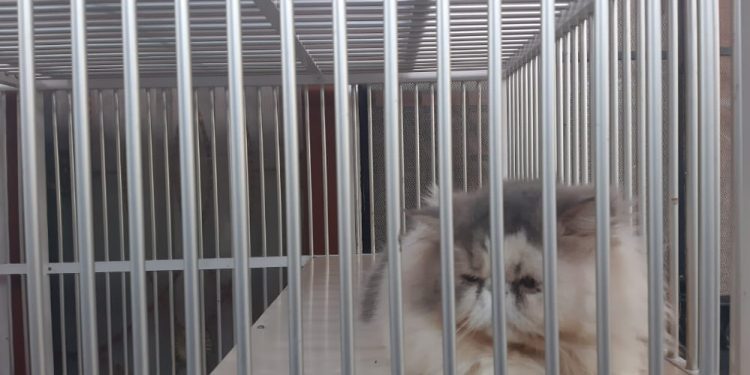 Ketgam: Kucing berjenis Maine coon yang sedang dititipkan di Queeny Cat Hotel. Foto: Annisa Aprilia Monoarfa