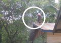 Kabel Listrik Terbakar, Kebakaran Susulan Nyaris Terjadi di TPA Puuwatu
