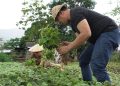 Ruksamin Gelar Panen Perdana Program Pemanfaatan Kebun Pekarangan Di Konawe Utara