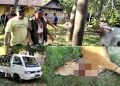 Lima Maling Sapi di Muna Ditangkap, 1 Pelaku Babak Belur Diamuk Massa