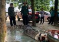 BKSDA Sultra Evakuasi Buaya yang Tersangkut di Jala Nelayan
