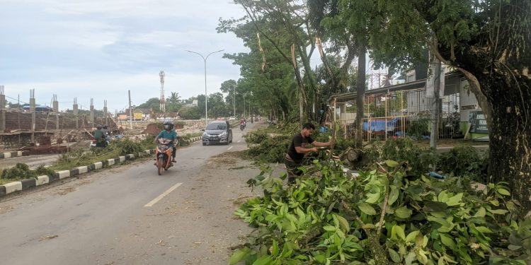 Ketgam : Sejumlah pohon besar tumbang disebagian ruas Jalan La Ute Kota Kendari akibat cuaca ekstrem yang terjadi pada Minggu petang (05/03/2023).
