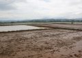 Banjir Lumpur Material Tambang Rusak Ratusan Hektar Sawah di Kabupaten Kolaka