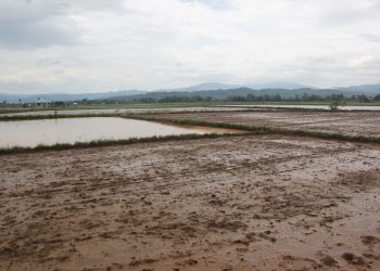 Banjir Lumpur Material Tambang Rusak Ratusan Hektar Sawah di Kabupaten Kolaka