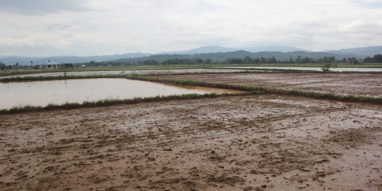 Sawah di kabupaten Kolaka, Sultra rusak erendam banjir lumpur kiriman tambang.