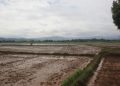 PT PMS dan Perumda Diminta Bertanggung Jawab Rusaknya Ratusan Hektar Sawah di Kabupaten Kolaka