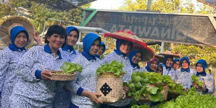 Jalasenastri Lanal Kendari melaksanakan panen sayuran hidroponik Sawi dan Selada Air di Pekarangan Pangan Lestari Kompleks perumahan Pangkalan TNI Angkatan Laut (Lanal) Kendari.