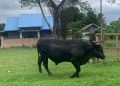 Sapi Kurban Presiden Joko Widodo Kembali Bakal Disembelih di Buton