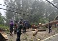 Cuaca Ekstrem, Pohon Tumbang Menghambat Lalu Lintas Jalan Trans Sulawesi Kolaka – Koltim