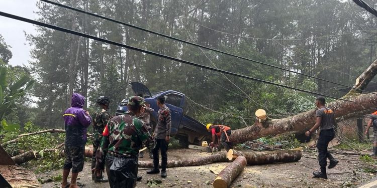 TNI-Polri berjibaku bersihan jalan akibat pohon tumbang