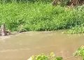 Warga di Koltim Diterkam Buaya Saat Menjaring Ikan di Sungai
