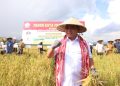 Hadiri Panen Raya Padi, Pj Gubernur Sultra Instruksikan Pemda Dukung Program Pertanian