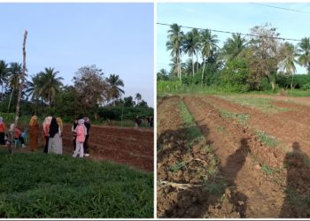 TP-PKK Buton Utara Siap Gelar Penanaman Cabai Serentak se-Sultra, Harapan Baru untuk Pangan Lokal. (Foto: Istimewa)