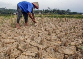 Ancaman Krisis Pertanian jadi Momentum Dorong Investasi di Pulau Wawonii. (Foto: Istimewa)