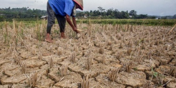 Ancaman Krisis Pertanian jadi Momentum Dorong Investasi di Pulau Wawonii. (Foto: Istimewa)