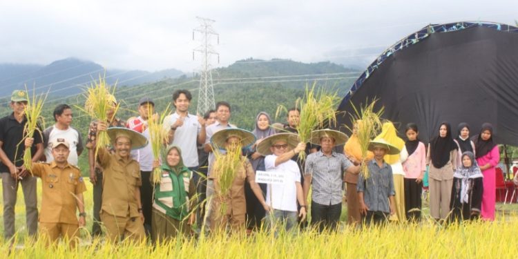 Anggota Komisi IV DPR RI, Jaelani, hadiri Pesta Panen Padi Sawah di Kecamatan Iwoimendaa, Kabupaten Kolaka, Senin (4/5/2026). (Foto: Istimewa)