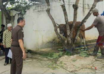 Kejati Sultra menyalurkan satu ekor sapi kurban ke Panti Asuhan Shabri Kendari, Selasa (26/5/2026). (Foto: Istimewa).