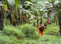 Tim SAR Gabungan temukan orang hilang di kebun Desa Lakomea, Konsel dalam keadaan selamat, Selasa (12/5/2026). (Foto: Istimewa)