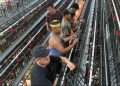 Pemerintah Desa Bungi Kabupaten Muna, melakukan perawatan kandang ayam petelur. (Foto: Istimewa)