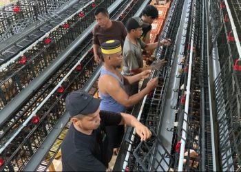 Pemerintah Desa Bungi Kabupaten Muna, melakukan perawatan kandang ayam petelur. (Foto: Istimewa)