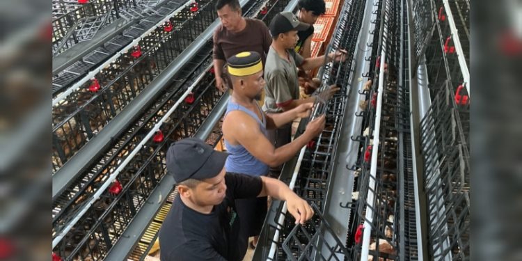Pemerintah Desa Bungi Kabupaten Muna, melakukan perawatan kandang ayam petelur. (Foto: Istimewa)